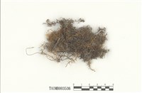 藏品(羽苔屬)的圖片